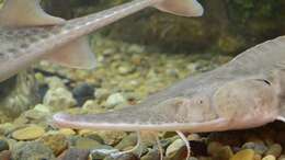 Image of Pallid Sturgeon