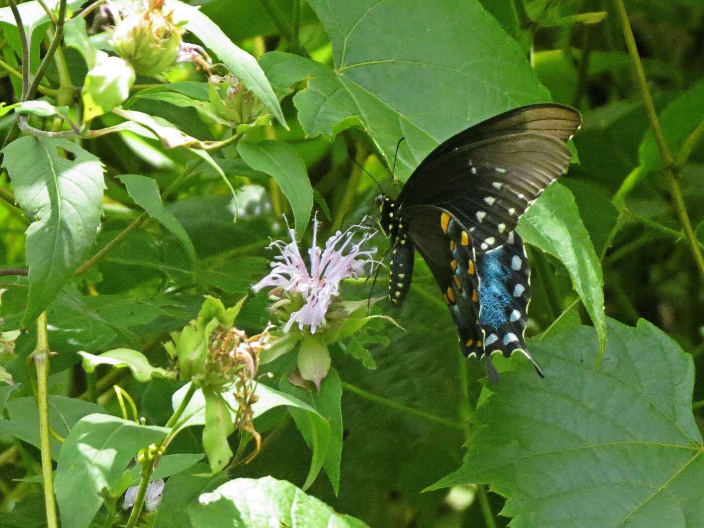 Image of Spicebush swallowtail