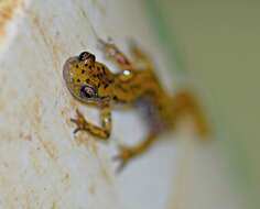 Image of Cave Salamander