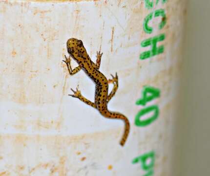 Image of Cave Salamander