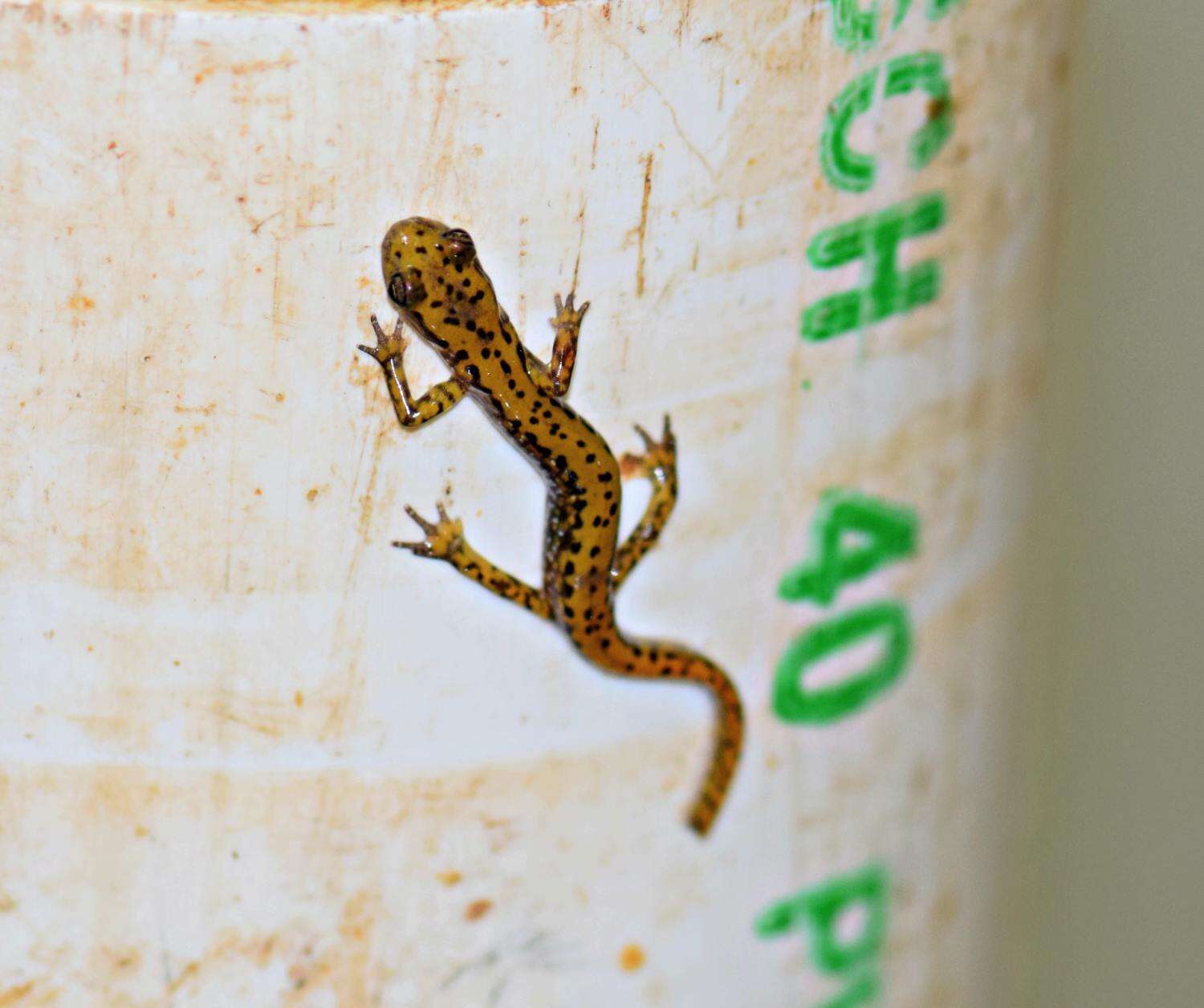 Image of Cave Salamander