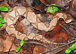 Image of Copperhead