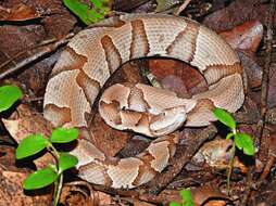 Image of Copperhead