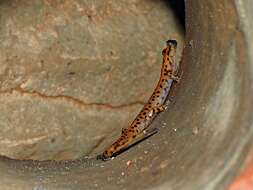 Image of Cave Salamander