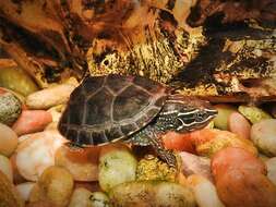 Image of Common Musk Turtle