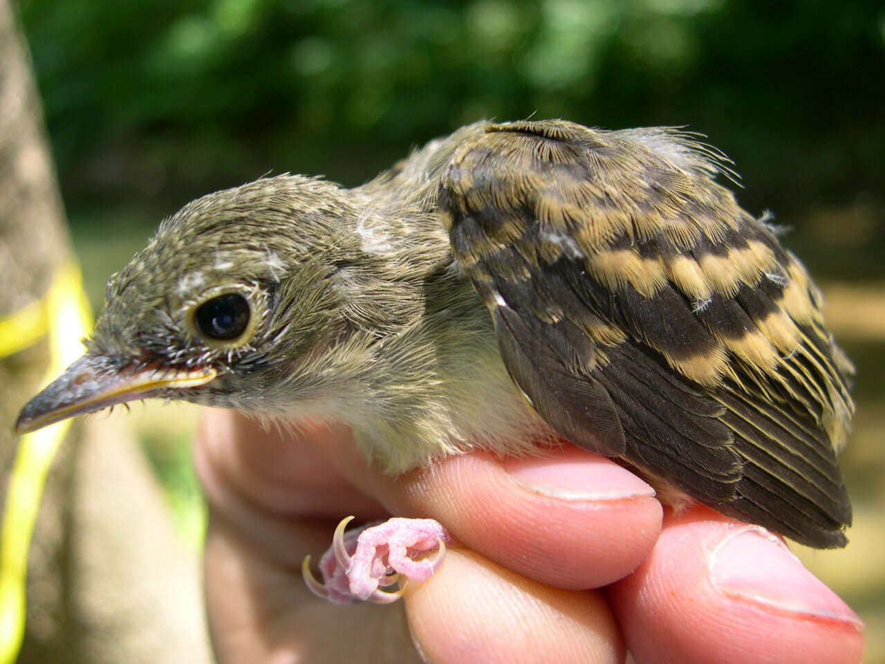 Image of Acadian Flycatcher