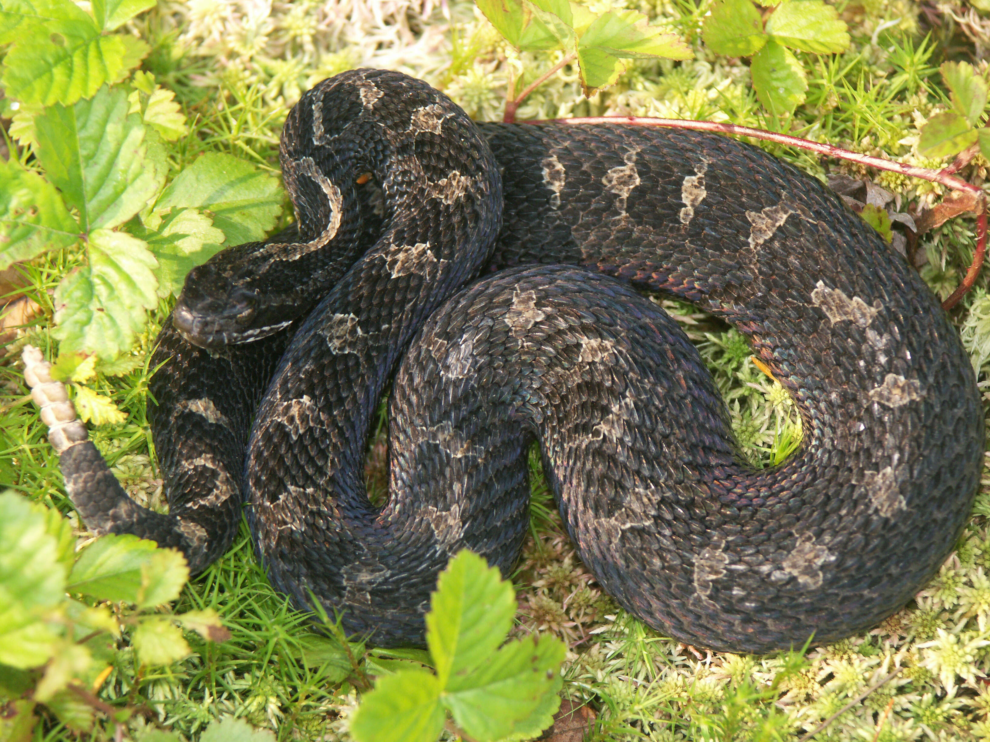 Image of Black massasauga