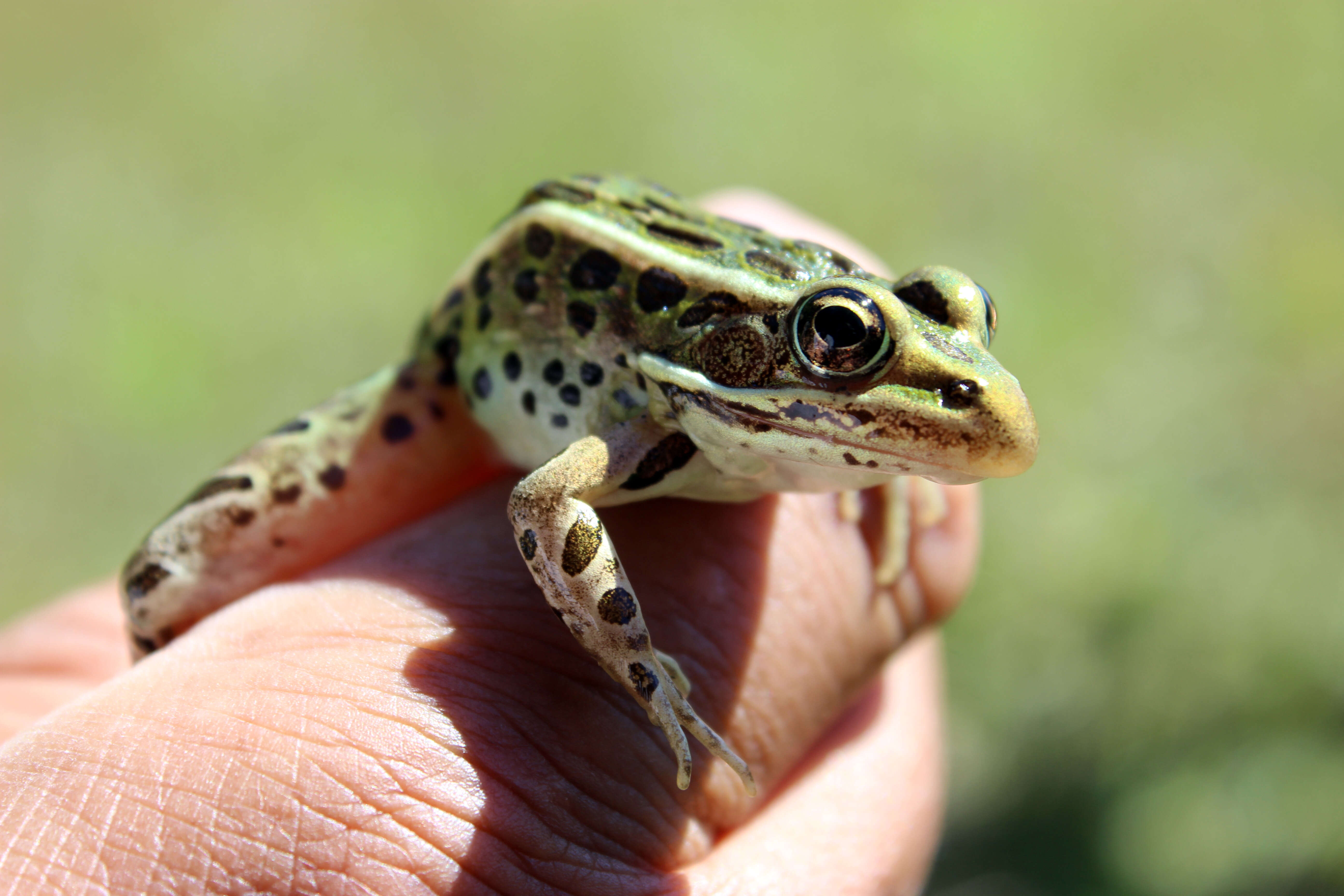 Image of Northern Leopard Frog