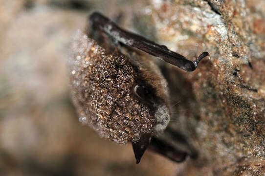 Image of little brown bat