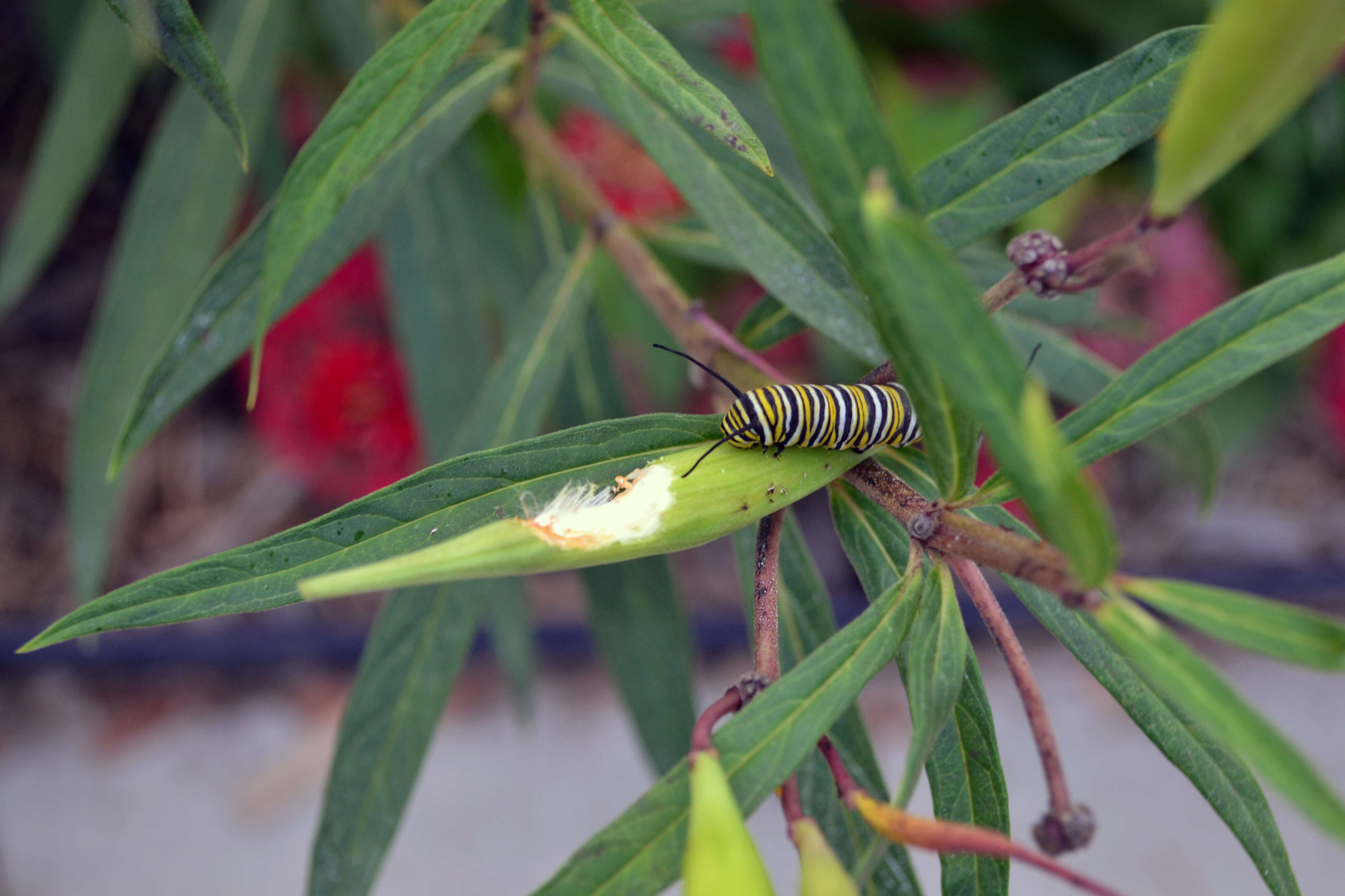 Image of swamp milkweed