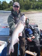 Image of Blue catfish