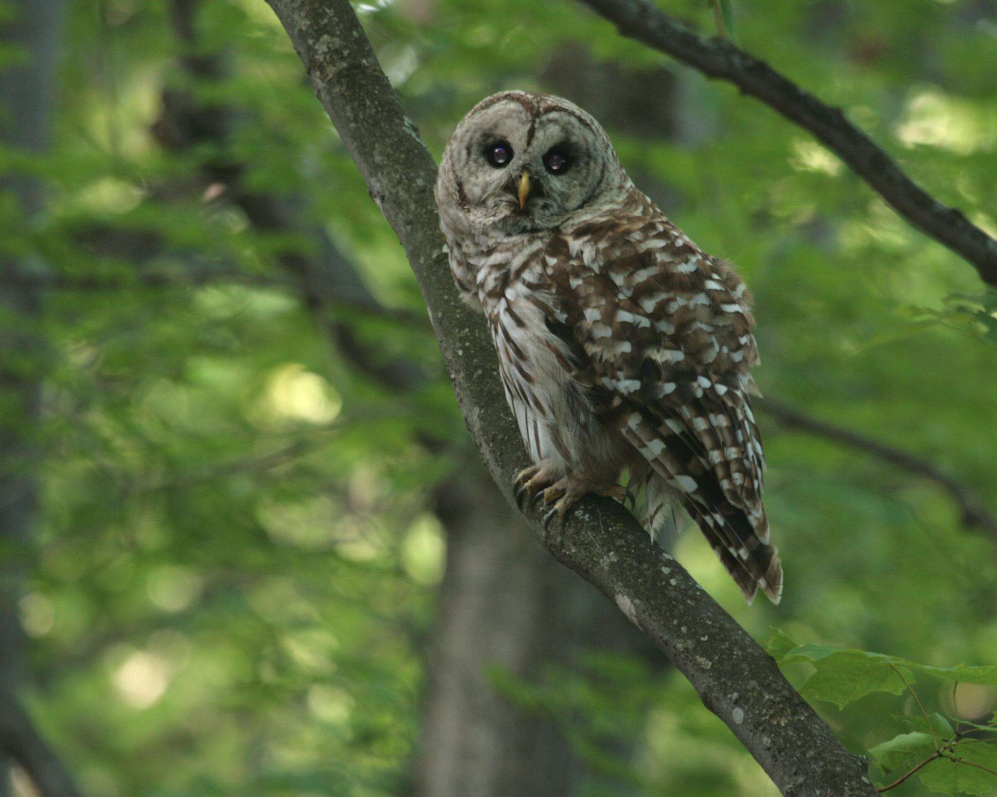 Image of Barred Owl