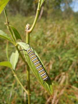 Imagem de Asclepias incarnata L.