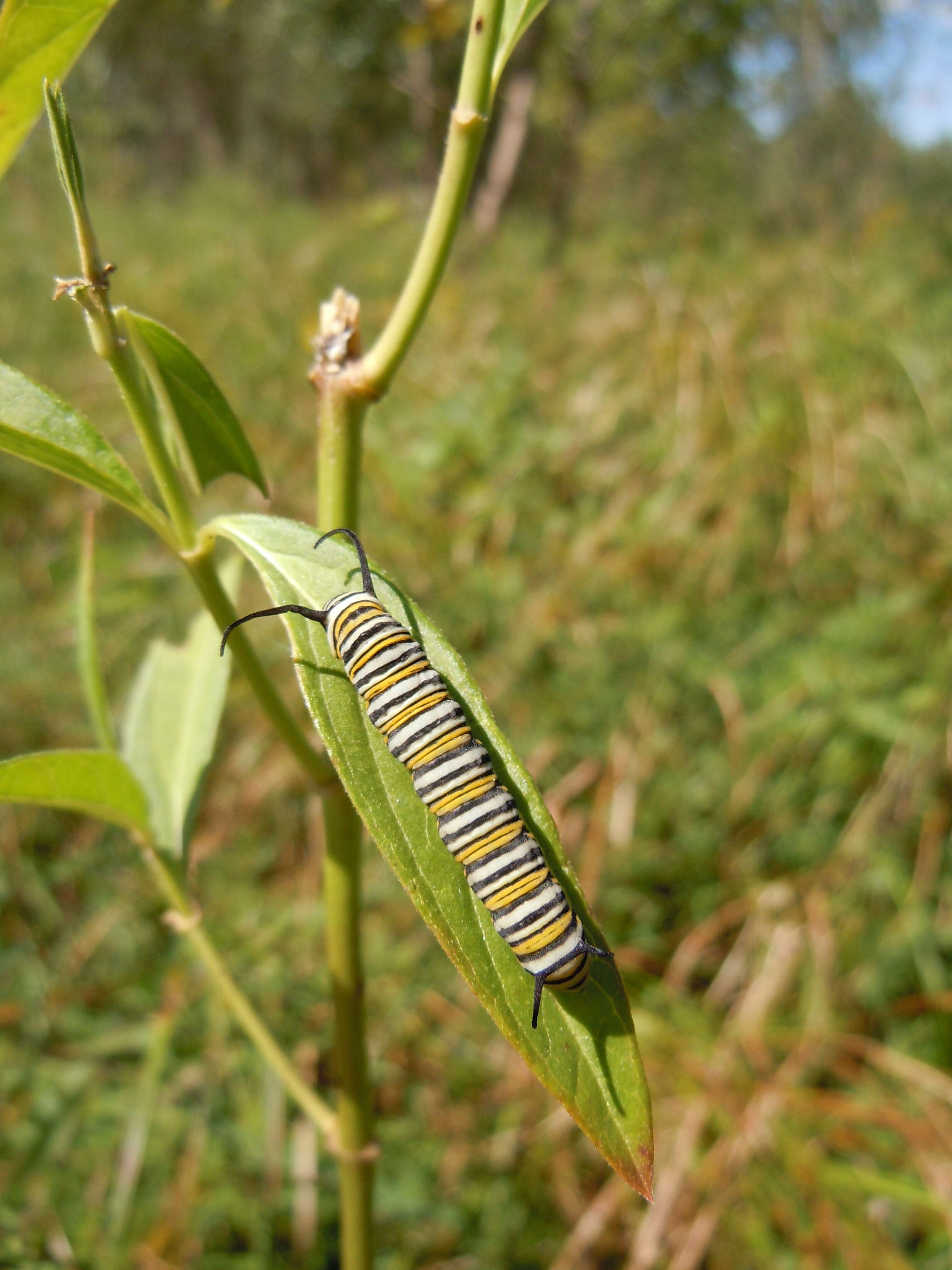 Image of swamp milkweed