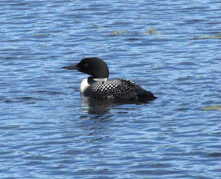 Image of loons