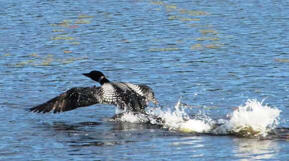 Image of loons