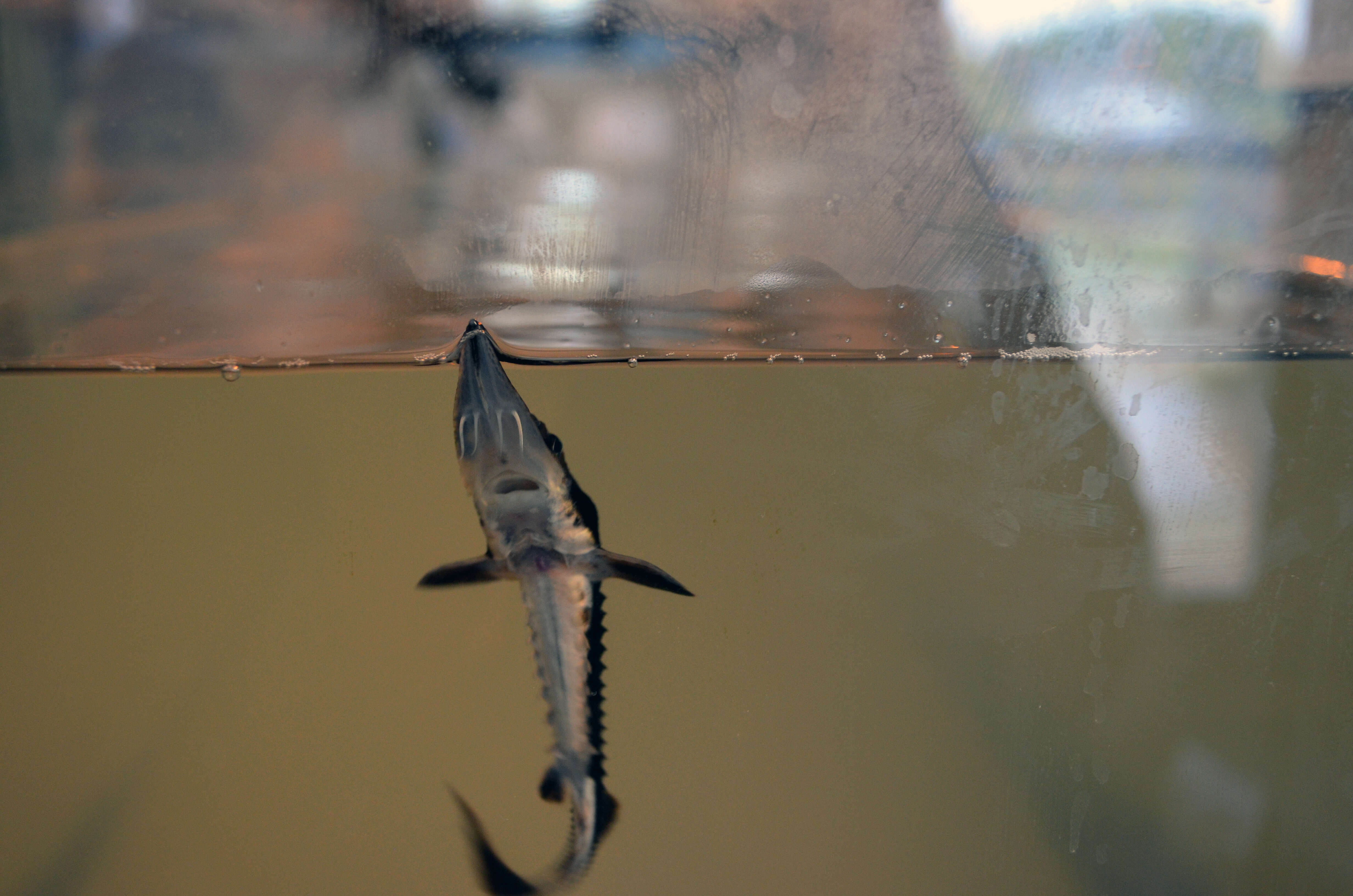 Image of Lake Sturgeon