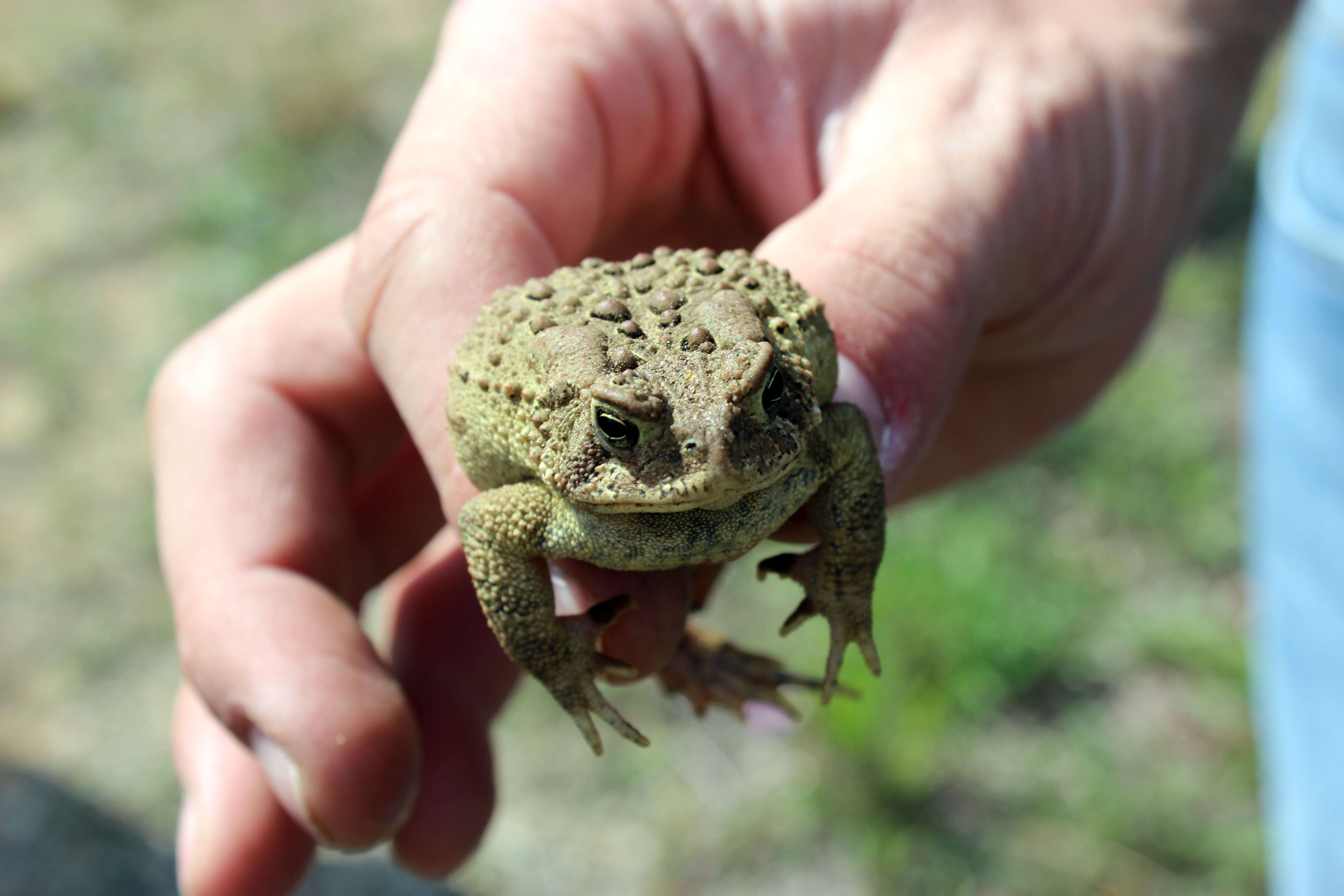 Image de Anaxyrus americanus (Holbrook 1836)