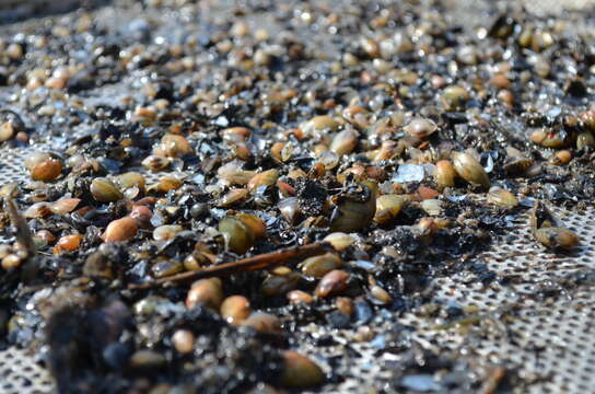 Image of Higgins' Eye Pearly Mussel