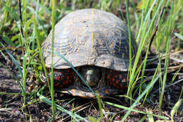 Image of Ornate Box Turtle