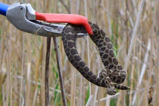 Image of Black massasauga