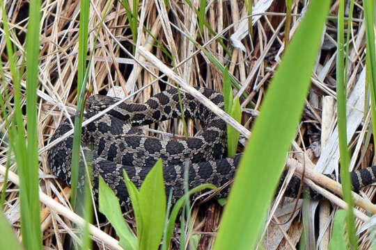 Image of Black massasauga