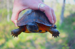 Image de Tortue des bois