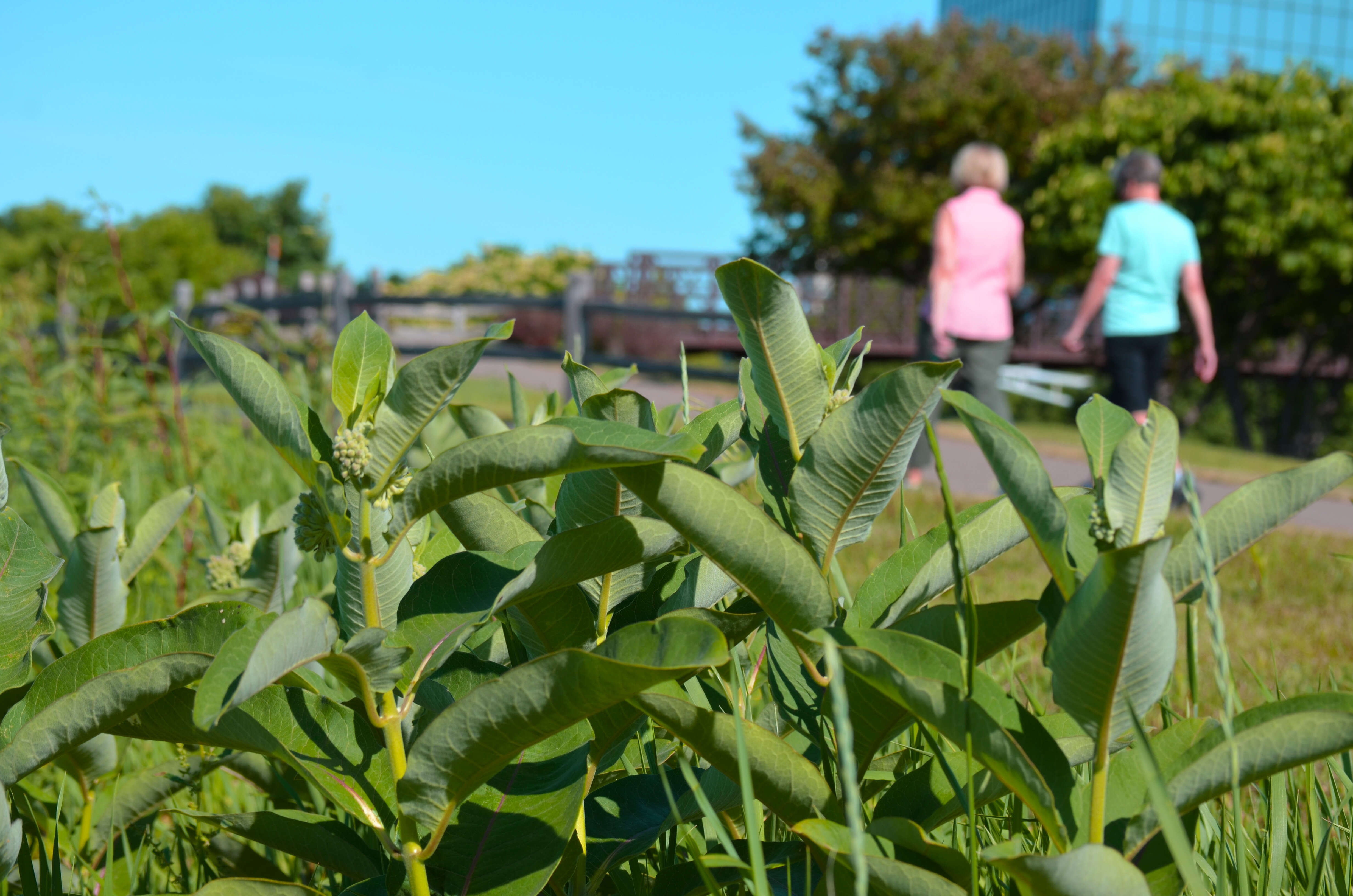 Image of common milkweed