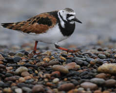 Image of Ruddy Turnstone