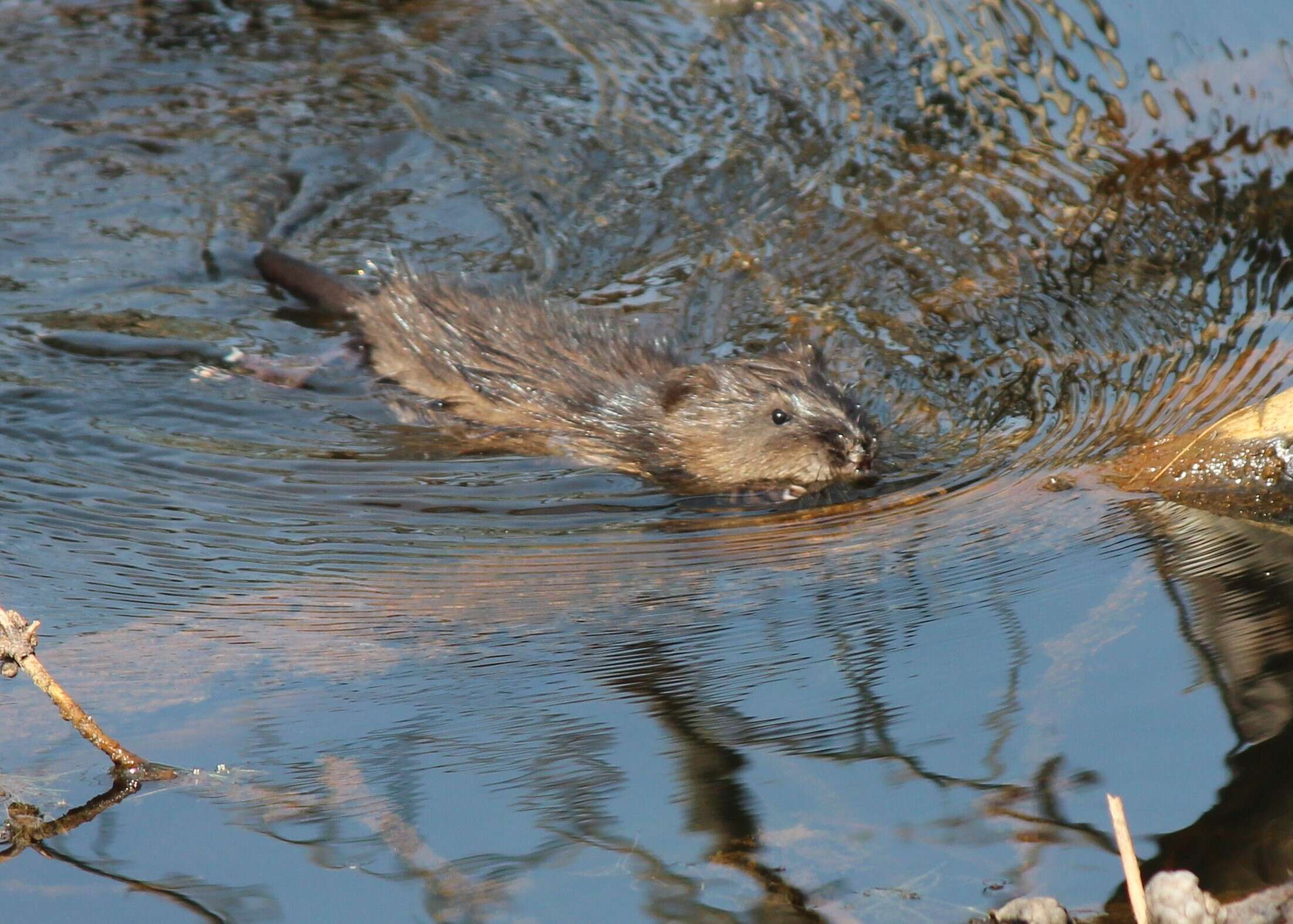 Image of muskrat