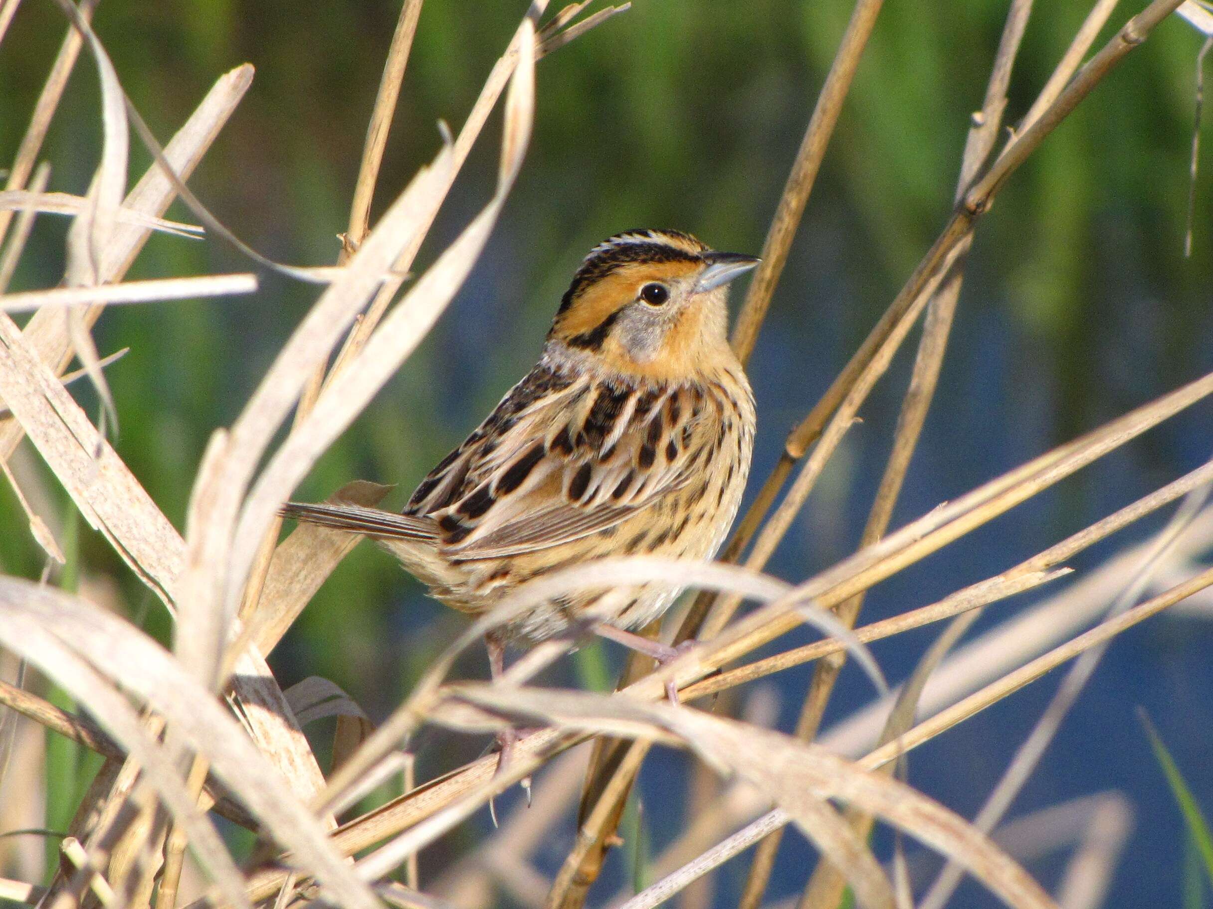 Image of Le Conte's Sparrow