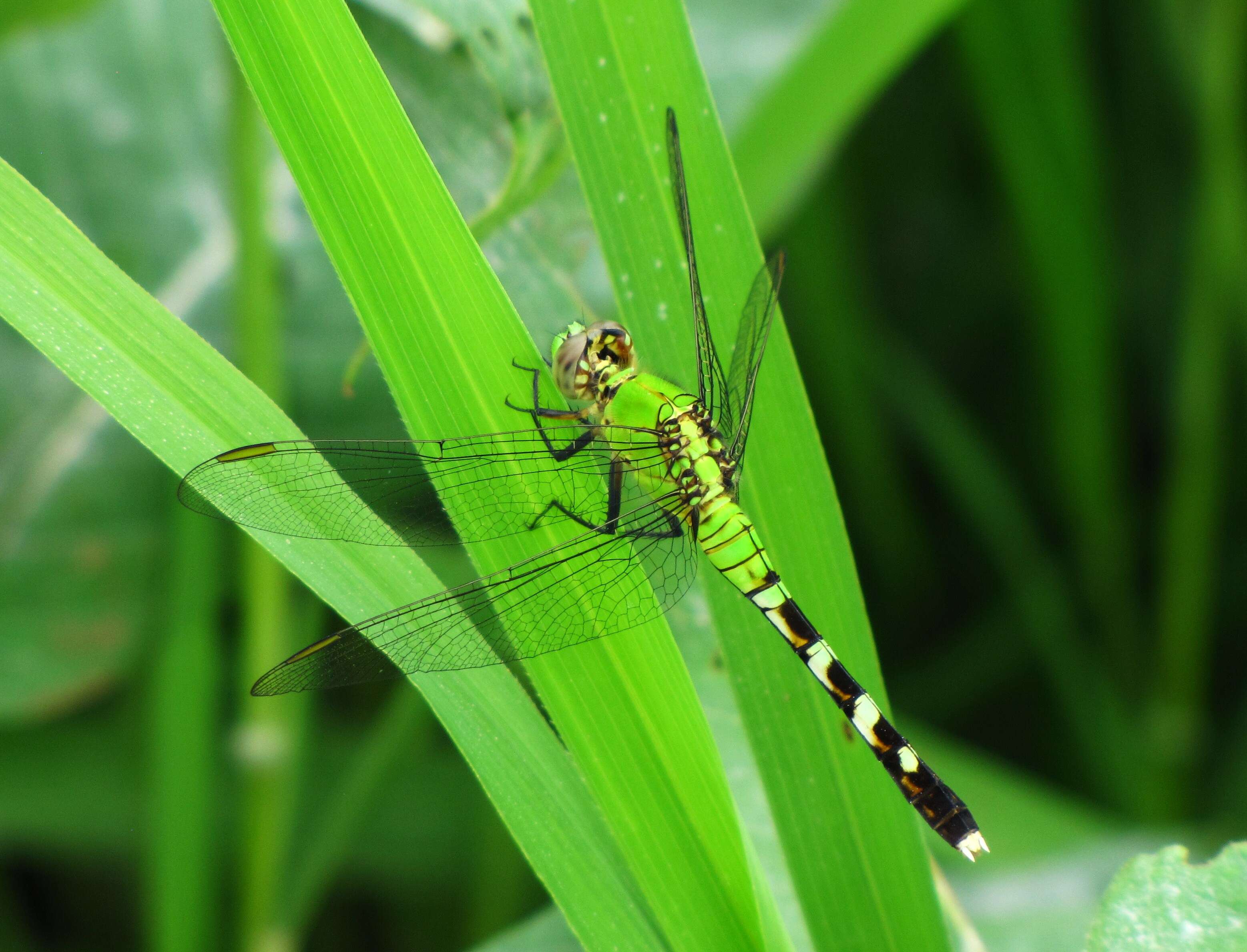 Imagem de Erythemis simplicicollis (Say 1840)