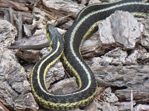 Image of Common Garter Snake