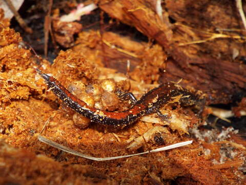 Plethodon cinereus (Green 1818) resmi