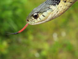 Image of Garter Snakes