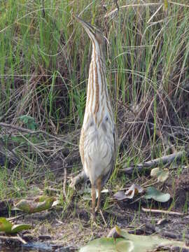 Image of American Bittern