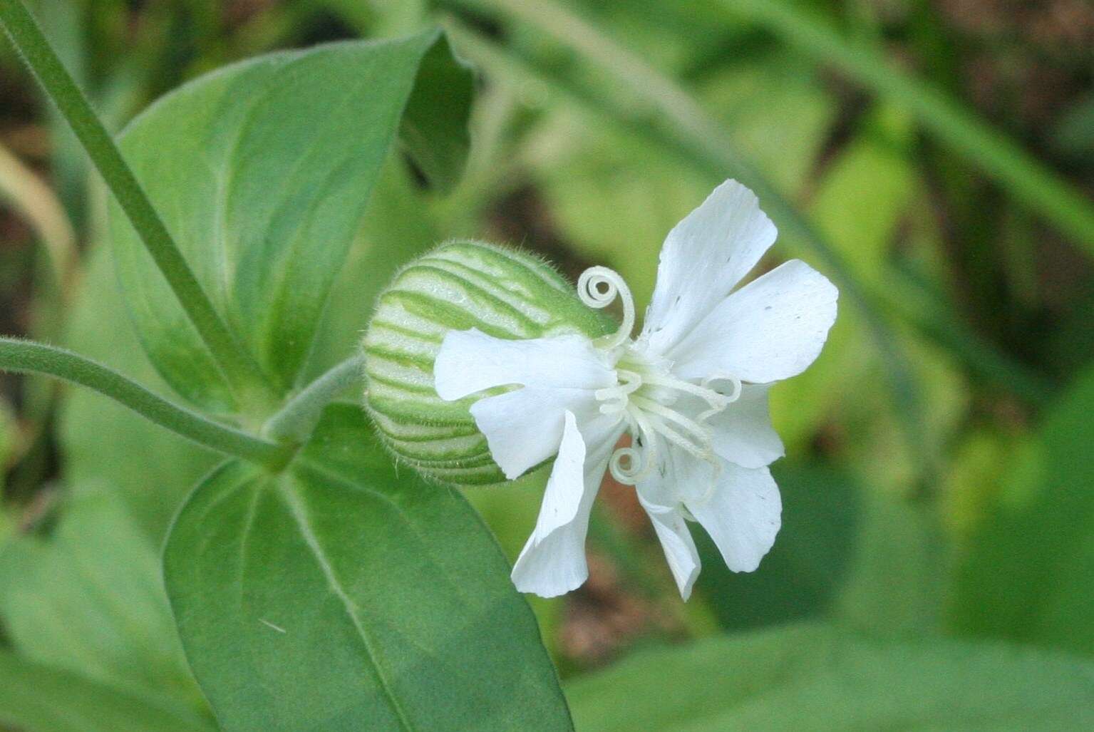 Image of sea campion