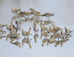 Image of Pectoral Sandpiper