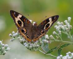 Image of Common buckeye