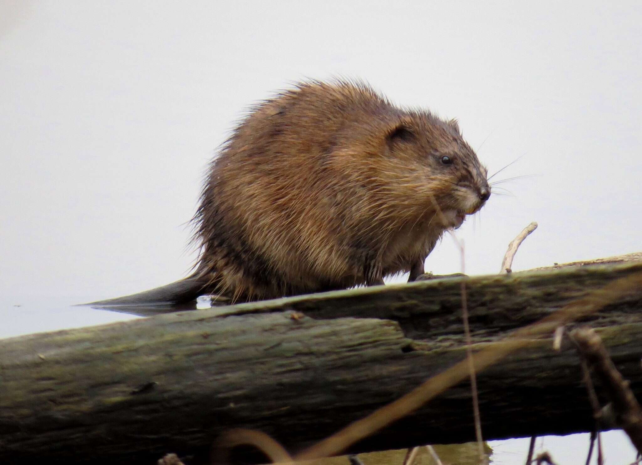 Image of muskrat