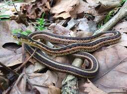 Image of Common Garter Snake