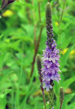 Image de Verbena stricta Vent.