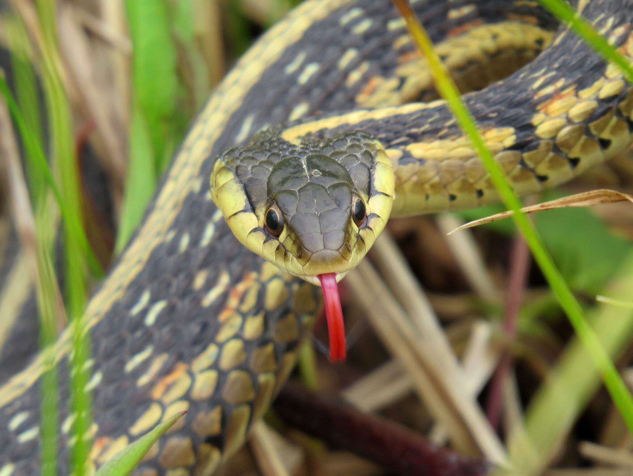 Image of Common Garter Snake