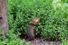 Image of thirteen-lined ground squirrel