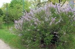 Image de Syringa persica L.