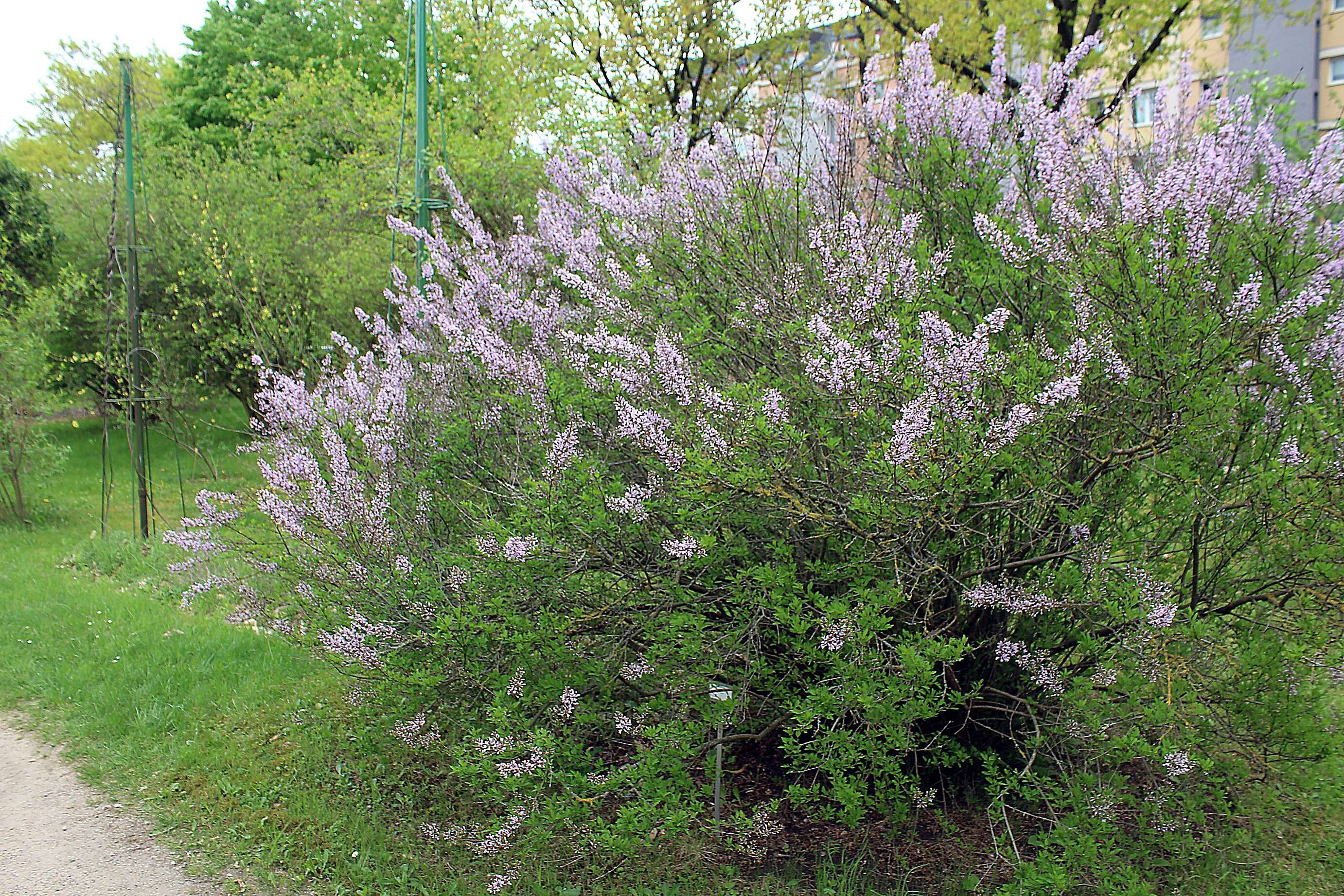 Image de Syringa persica L.