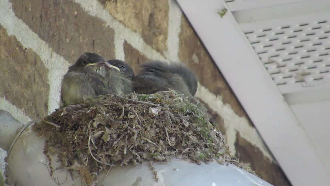 Image of Eastern Phoebe