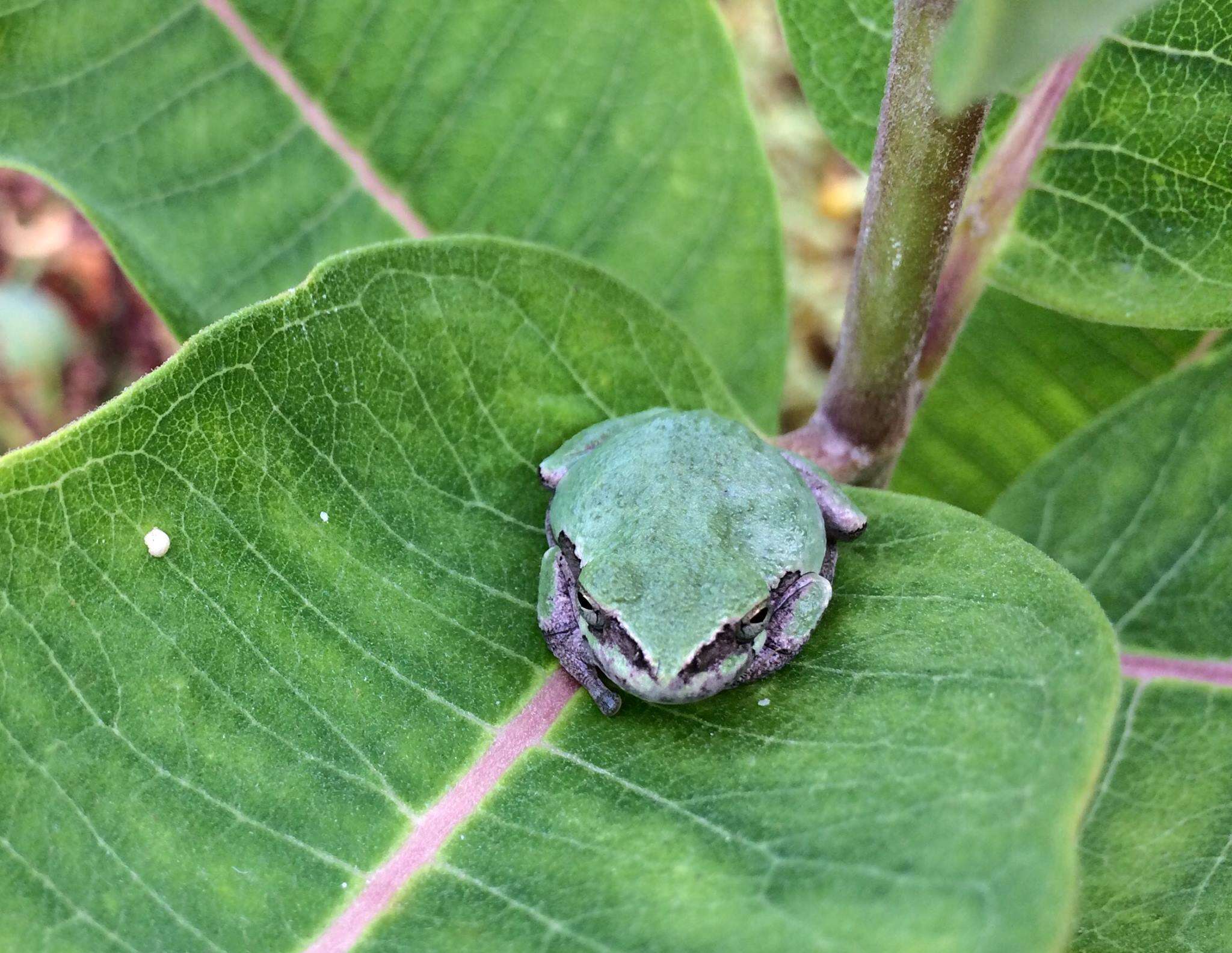 Image of Gray Treefrog