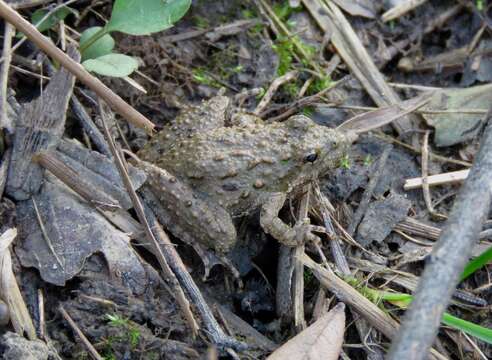 Image of slant-faced grasshopper