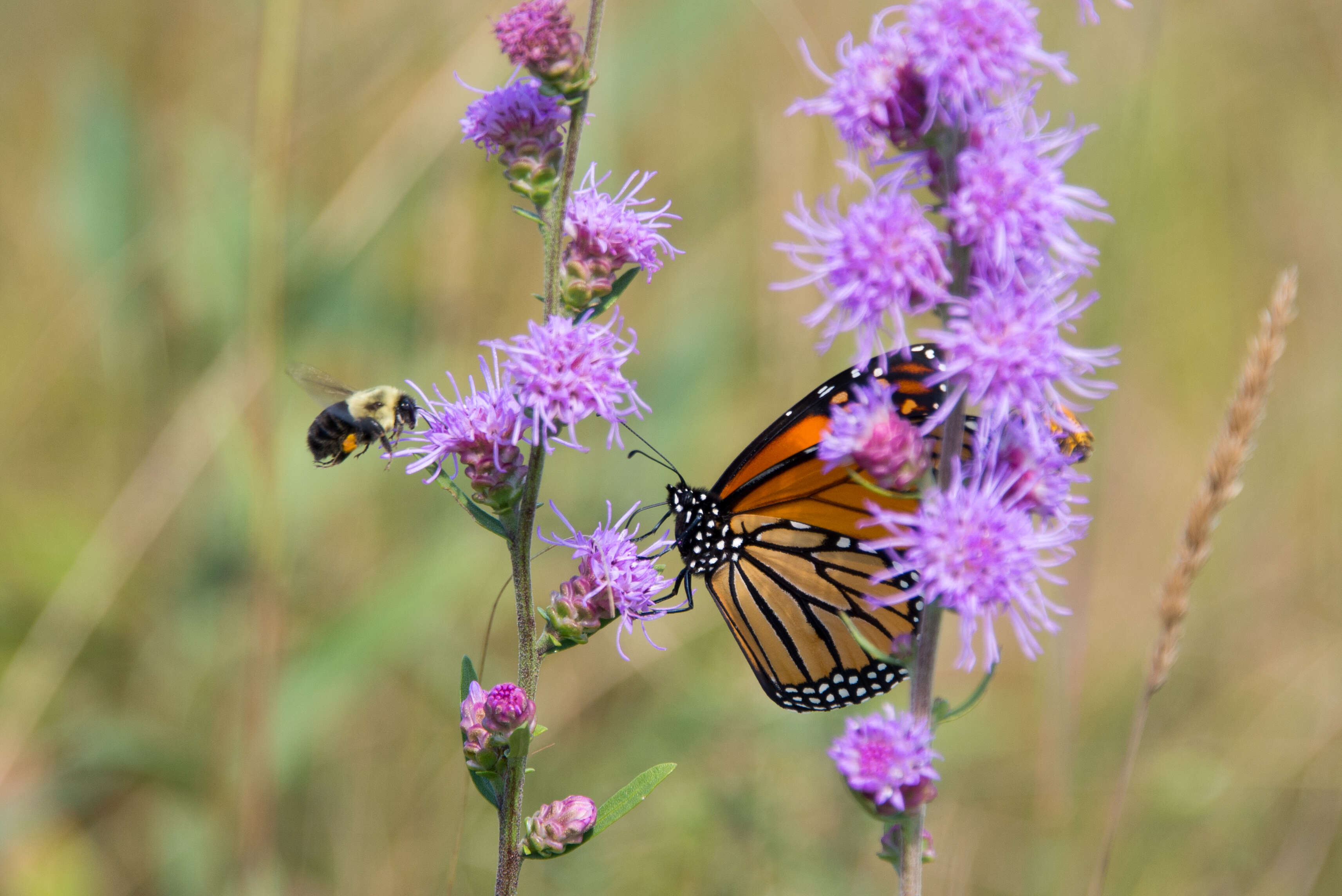 Слика од Liatris aspera Michx.